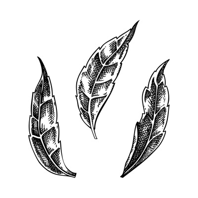 Curry leaves sketch. Kitchen spice drawing. Indian herbs and spices hand-drawn vector illustration. NOT AI genereted